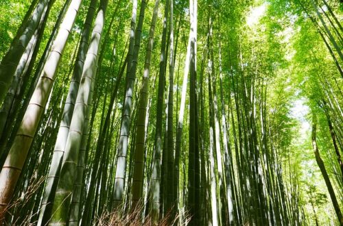 Bambustøj: Den ultimative løsning på din garderobes miljøpåvirkning